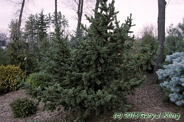 Pinus aristata