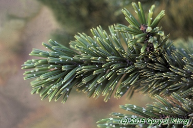 Pinus aristata