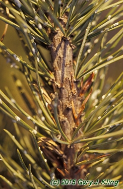 Pinus aristata