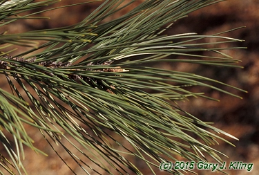 Pinus bungeana