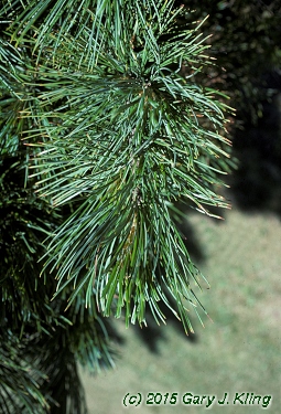 Pinus cembra habit: UIPLANTS