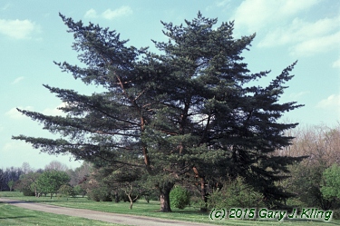 Pinus densiflora