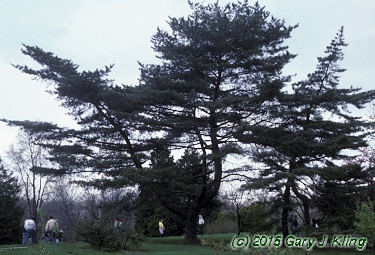 Pinus densiflora
