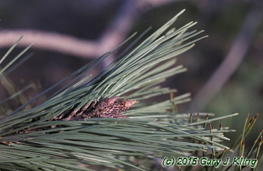 Pinus densiflora