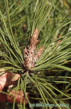Pinus densiflora