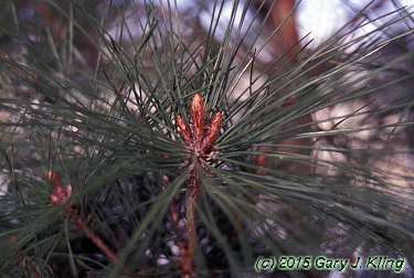 Pinus densiflora