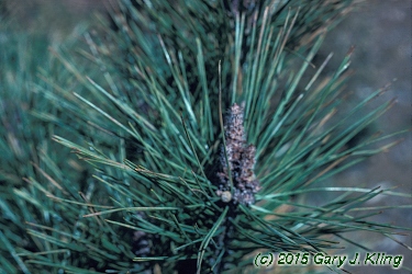 Pinus densiflora