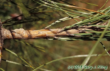 Pinus densiflora