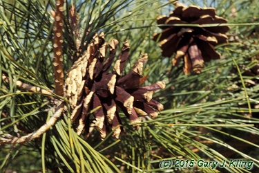 Pinus densiflora