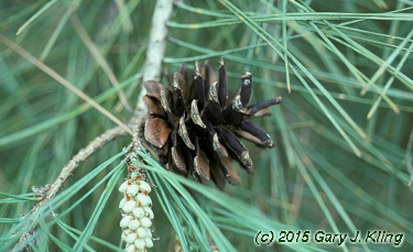 Pinus densiflora