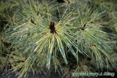 Pinus densiflora 'Oculus-draconis'