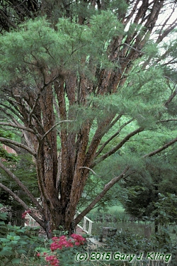 Pinus densiflora 'Umbraculifera'