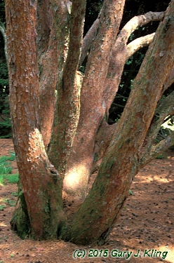 Pinus densiflora 'Umbraculifera'