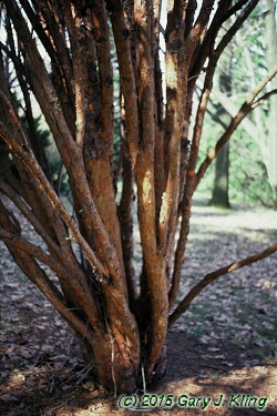 Pinus densiflora 'Umbraculifera'