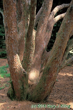 Pinus densiflora 'Umbraculifera'
