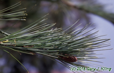 Pinus flexilis