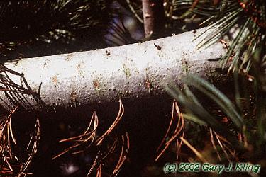 Pinus flexilis