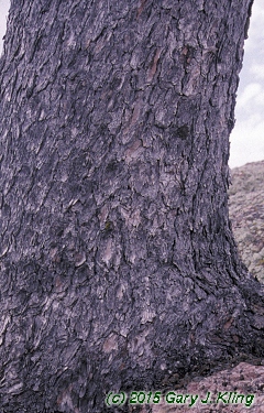 Pinus flexilis