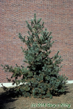 Pinus flexilis 'Glauca'