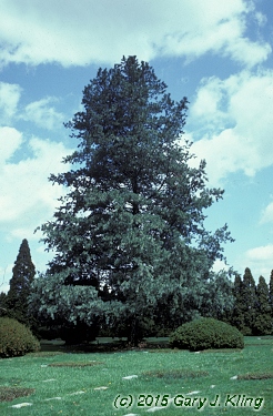 Pinus flexilis 'Glauca'