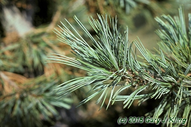 Pinus flexilis 'Glauca'