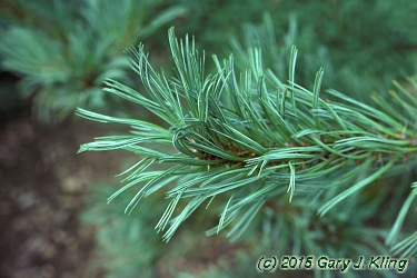 Pinus flexilis 'Glauca'