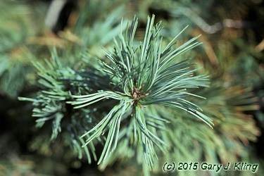 Pinus flexilis 'Glauca'