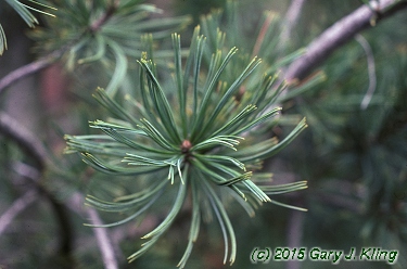Pinus flexilis 'Glauca'