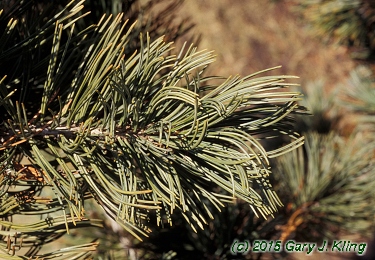 Pinus flexilis 'Glauca'