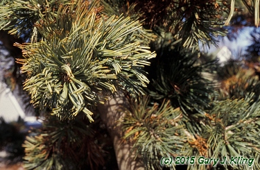 Pinus flexilis 'Glauca'