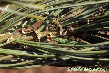 Pinus flexilis 'Glauca'