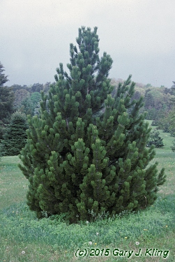 Pinus heldreichii habit: UIPLANTS