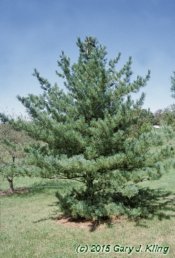 Pinus koraiensis