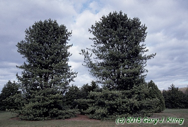 Pinus koraiensis