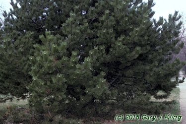 Pinus nigra