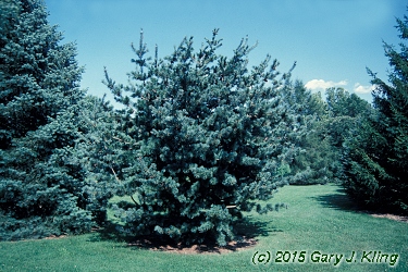 Pinus parviflora 'Glauca'