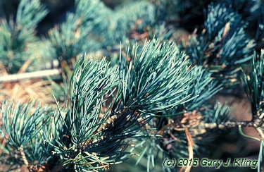 Pinus parviflora 'Glauca'