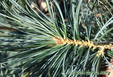 Pinus parviflora 'Glauca'