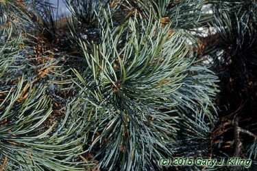 Pinus parviflora 'Glauca'
