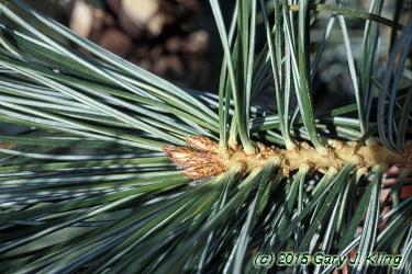 Pinus parviflora 'Glauca'