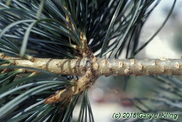 Pinus parviflora 'Glauca'
