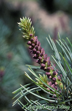 Pinus parviflora 'Glauca'