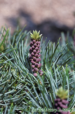 Pinus parviflora 'Glauca'