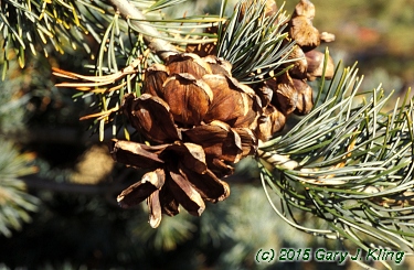 Pinus parviflora 'Glauca'