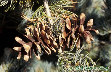 Pinus parviflora 'Glauca'