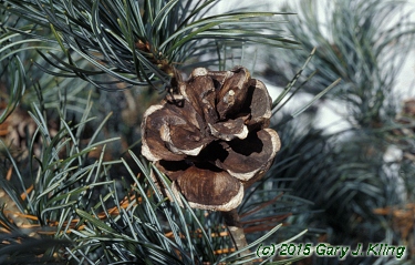 Pinus parviflora 'Glauca'