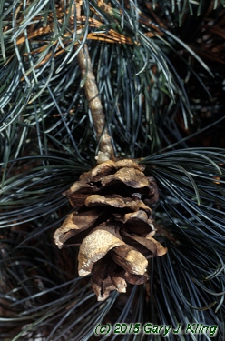 Pinus parviflora 'Glauca'