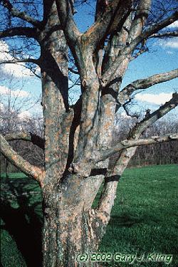 Pinus parviflora 'Glauca'