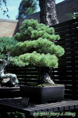 Pinus parviflora 'Glauca'