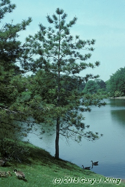 Pinus resinosa